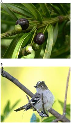 Functional Equivalence in Seed Dispersal Effectiveness of Podocarpus parlatorei in Andean Fruit-Eating Bird Assemblages
